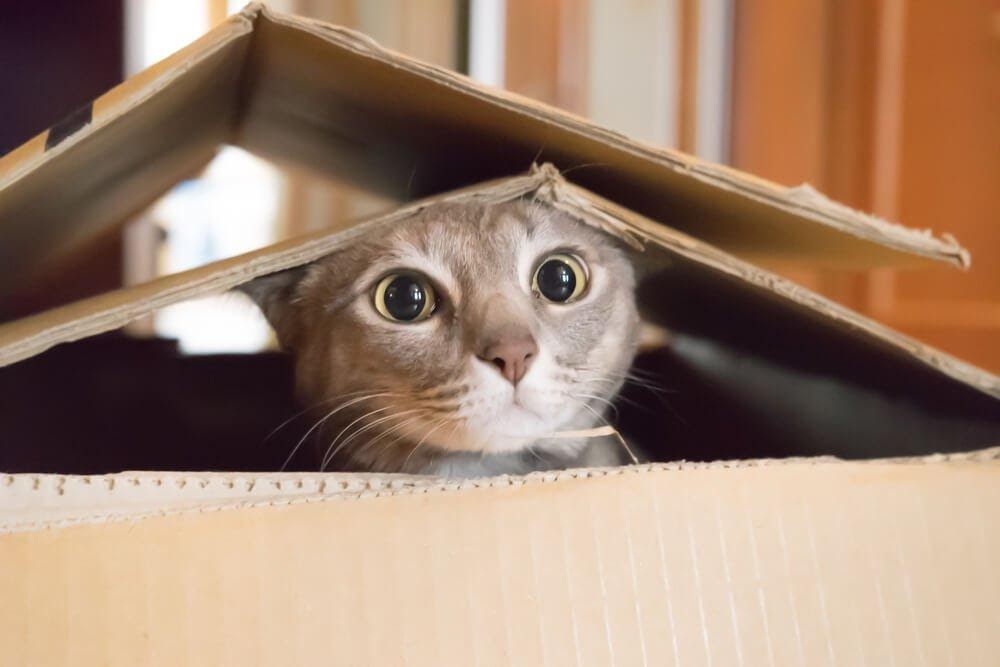 hoe-kun-je-je-kat-thuis-vermaken